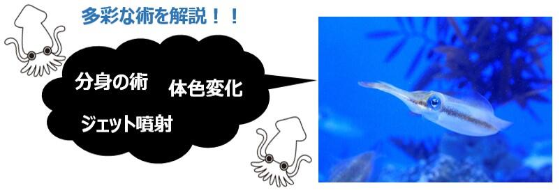 サンシャイン水族館いきものディスカバリー通信vol.20「隠れ身の術など多彩な技を持つ海の忍者 “イカ”」