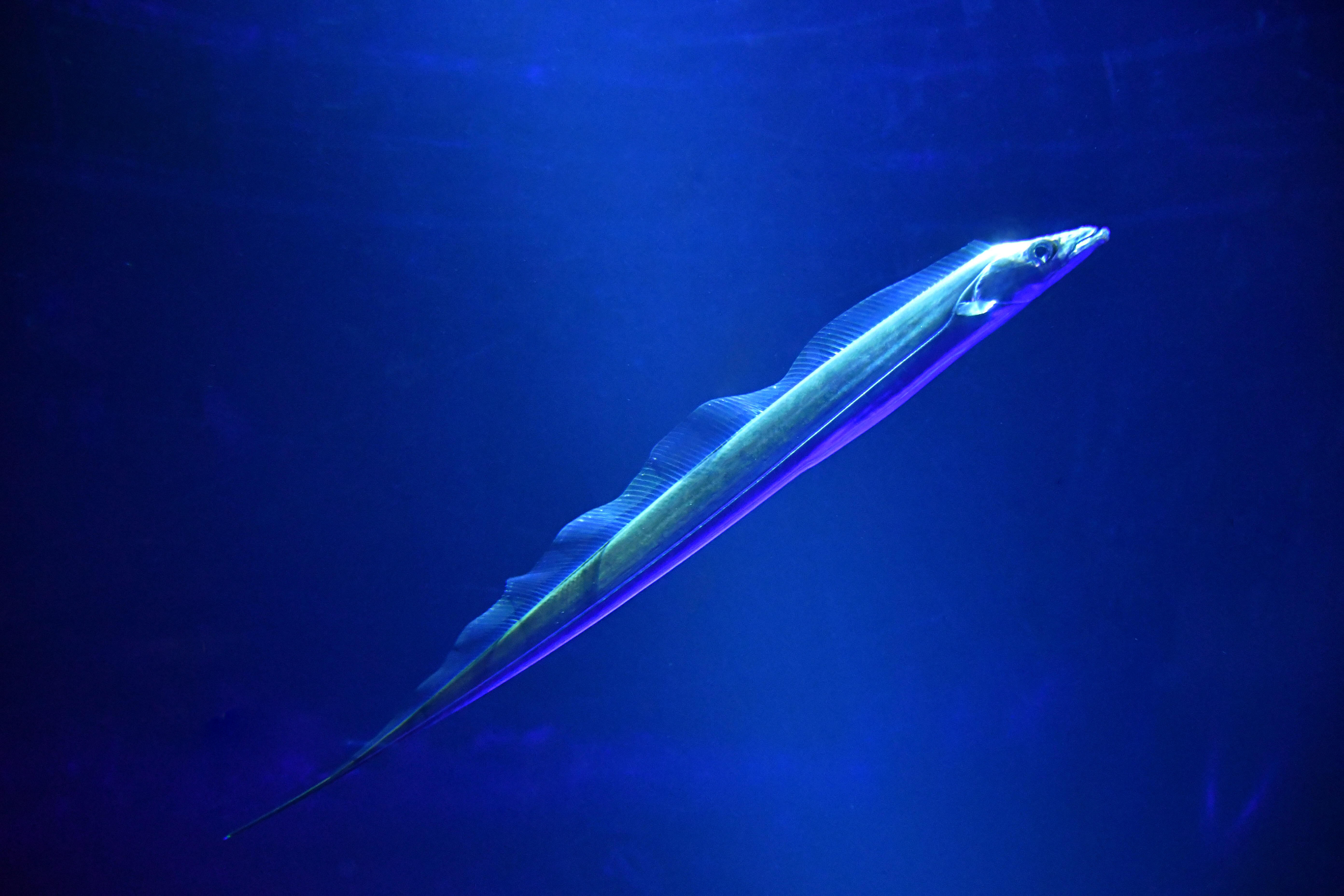 「天を仰ぐ太刀魚」タチウオの常設展示のお知らせ