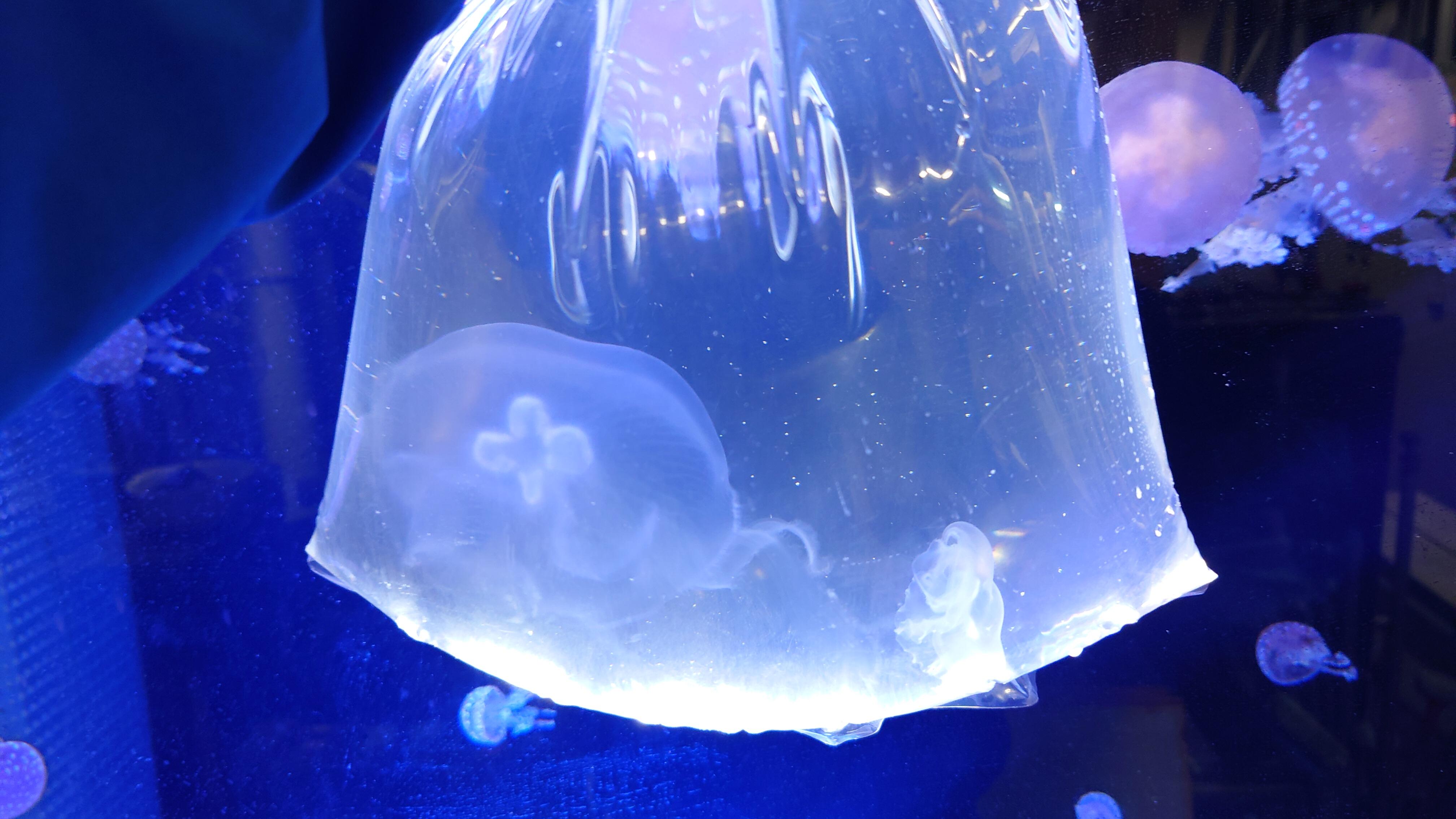 クラゲのデビュー2025