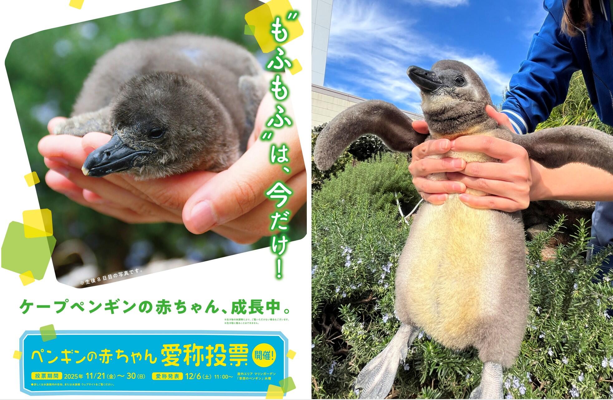サンシャイン水族館 10月14日生まれのケープペンギンの赤ちゃんの愛称投票