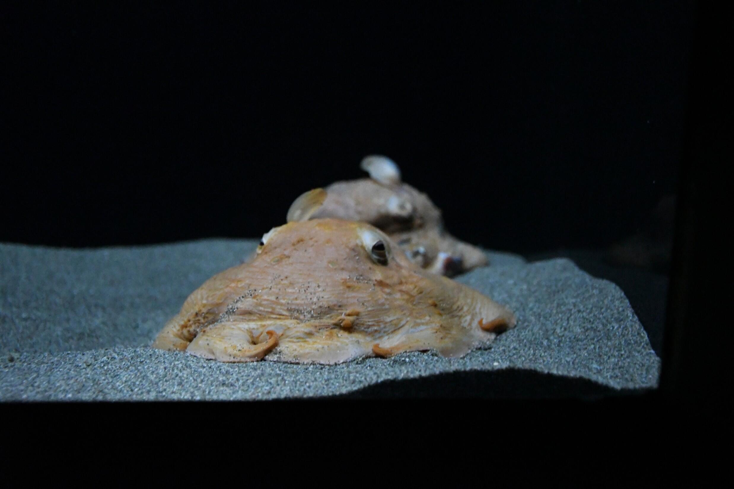 速報！＜メンダコ＞展示開始のお知らせ