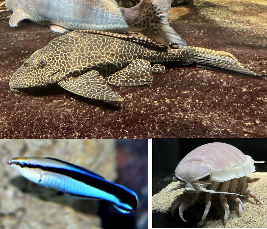 「生き物たちも年末の大掃除!?お掃除をする生き物をご紹介 」
